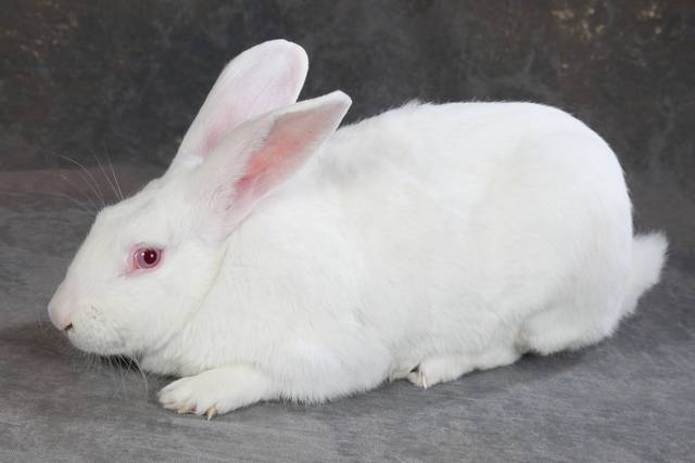 centavo ajustar Sucio Conejas y conejos reproductores para una explotación rentable | Granja  Jordan